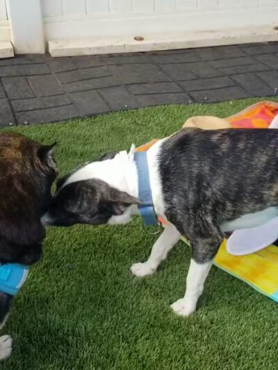 Kama'aina K9 Adventures - Waipahu, HI