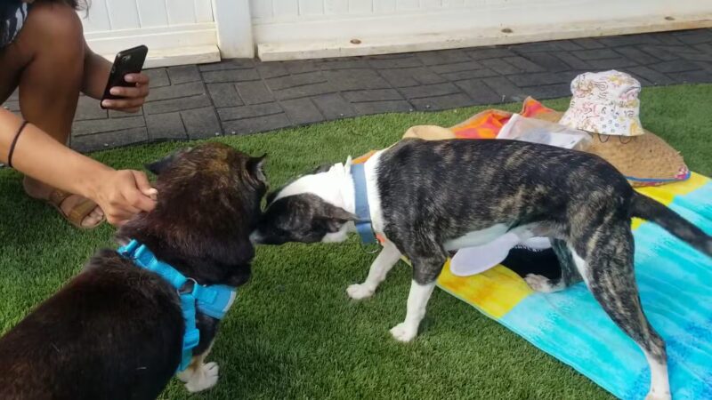 Kama'aina K9 Adventures - Waipahu, HI