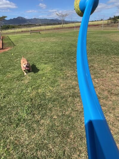 Patsy T. Mink Central O'ahu Dog Park - Waipahu, HI