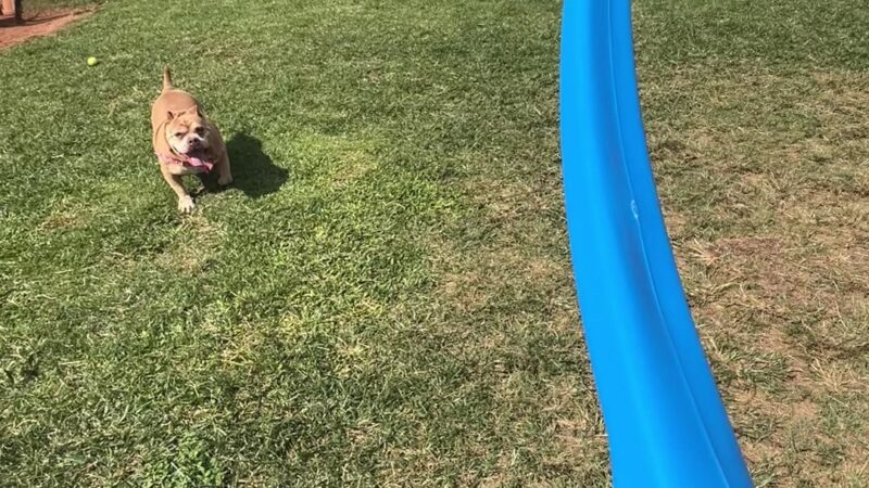 Patsy T. Mink Central O'ahu Dog Park - Waipahu, HI