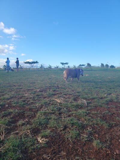 Patsy T. Mink Central O'ahu Dog Park - Waipahu, HI
