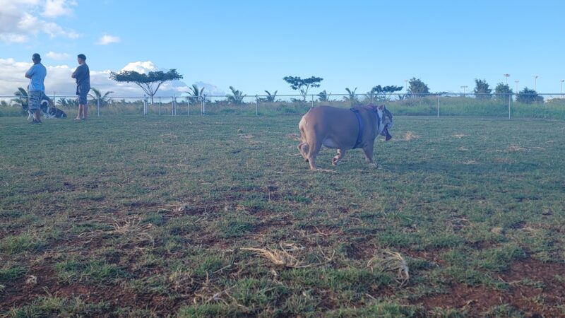 Patsy T. Mink Central O'ahu Dog Park - Waipahu, HI