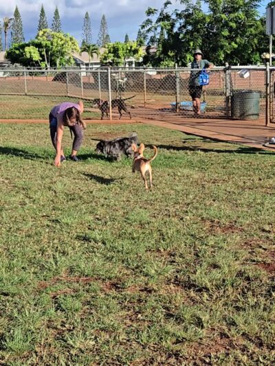 Patsy T. Mink Central O'ahu Dog Park - Waipahu, HI