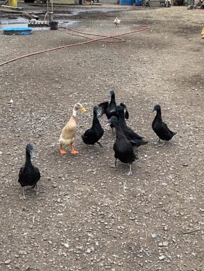 Bella Acres Farm & Sanctuary - Walden, NY