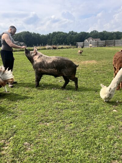 Bella Acres Farm & Sanctuary - Walden, NY
