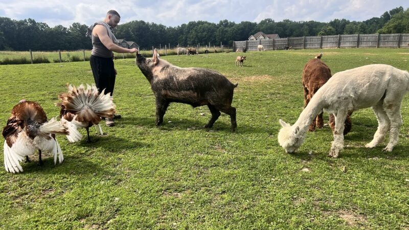 Bella Acres Farm & Sanctuary - Walden, NY