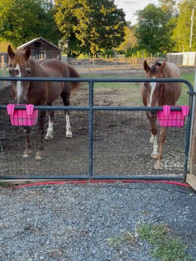 Bella Acres Farm & Sanctuary - Walden, NY
