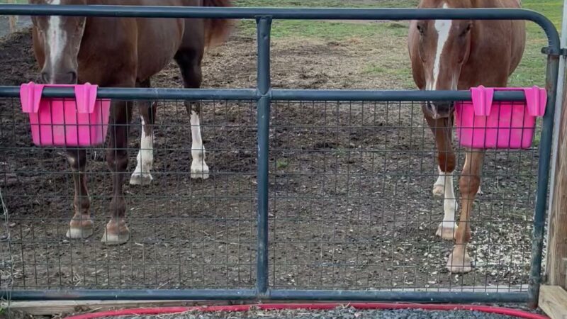 Bella Acres Farm & Sanctuary - Walden, NY
