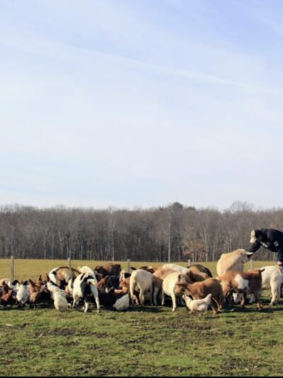 Bella Acres Farm & Sanctuary - Walden, NY