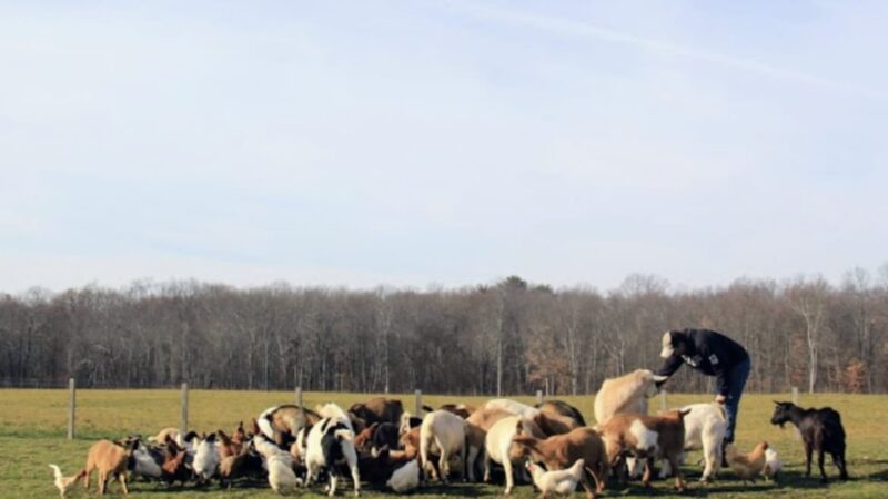 Bella Acres Farm & Sanctuary - Walden, NY