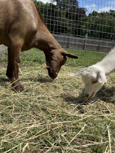 Bella Acres Farm & Sanctuary - Walden, NY