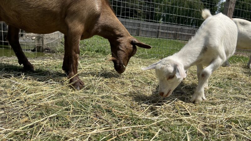 Bella Acres Farm & Sanctuary - Walden, NY