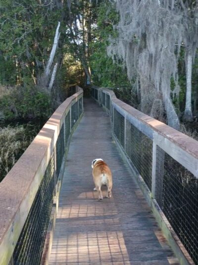 Lake Alto North Preserve - Waldo, FL