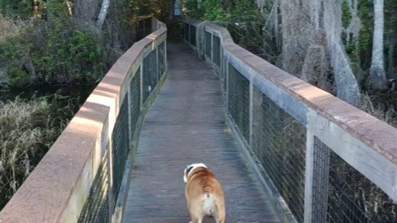 Lake Alto North Preserve - Waldo, FL