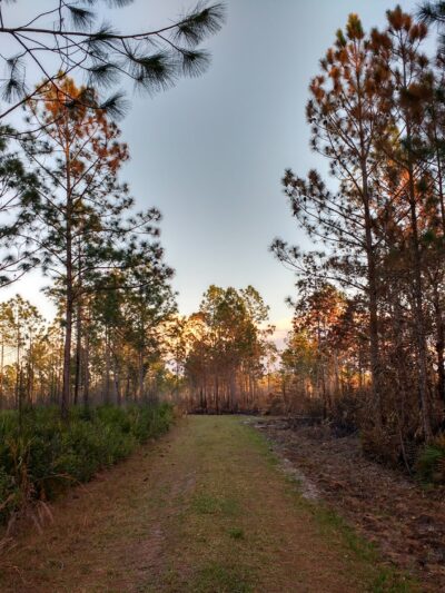 Lake Alto North Preserve - Waldo, FL