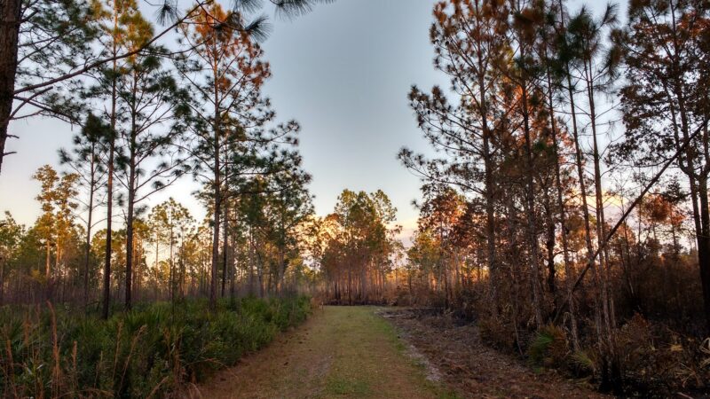 Lake Alto North Preserve - Waldo, FL