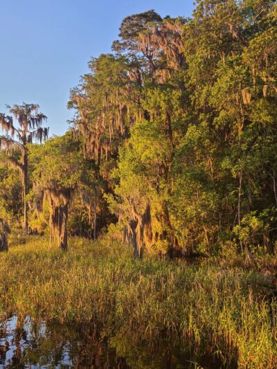 Lake Alto North Preserve - Waldo, FL