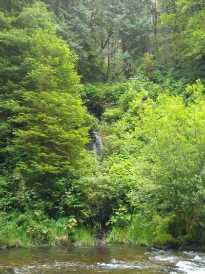 Drift Creek Wilderness - Waldport, OR