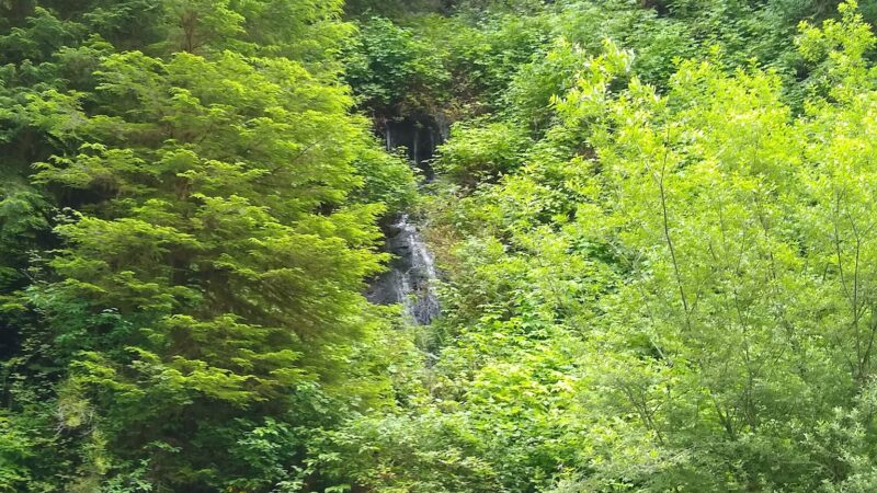 Drift Creek Wilderness - Waldport, OR