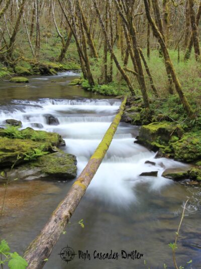Drift Creek Wilderness - Waldport, OR