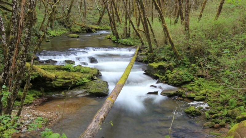 Drift Creek Wilderness - Waldport, OR