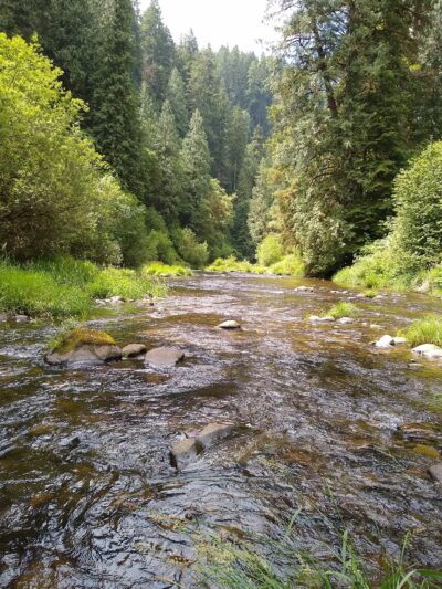 Drift Creek Wilderness - Waldport, OR