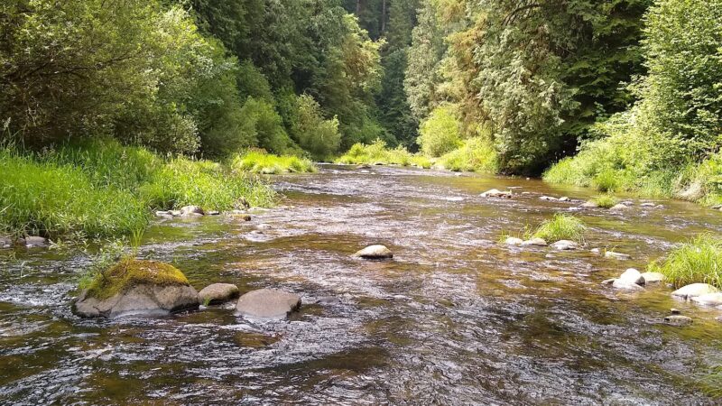 Drift Creek Wilderness - Waldport, OR