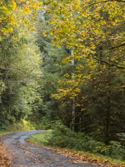 Drift Creek Wilderness - Waldport, OR