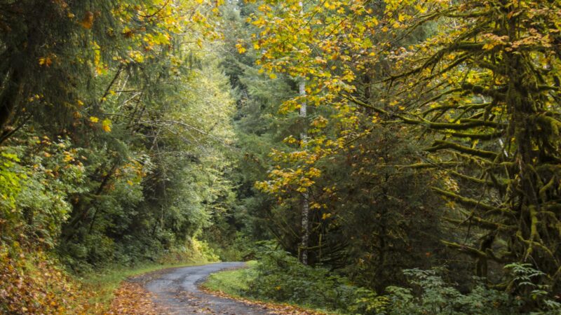 Drift Creek Wilderness - Waldport, OR