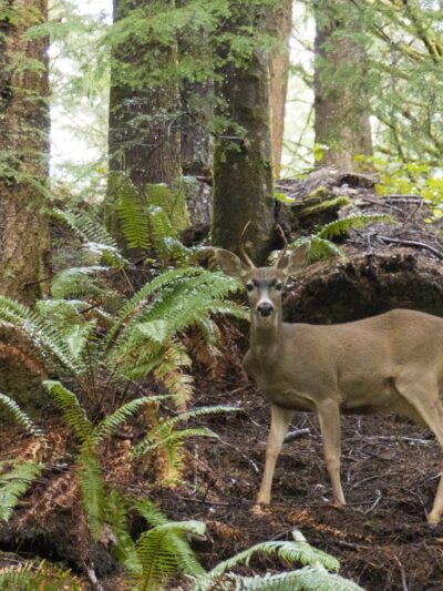 Drift Creek Wilderness - Waldport, OR