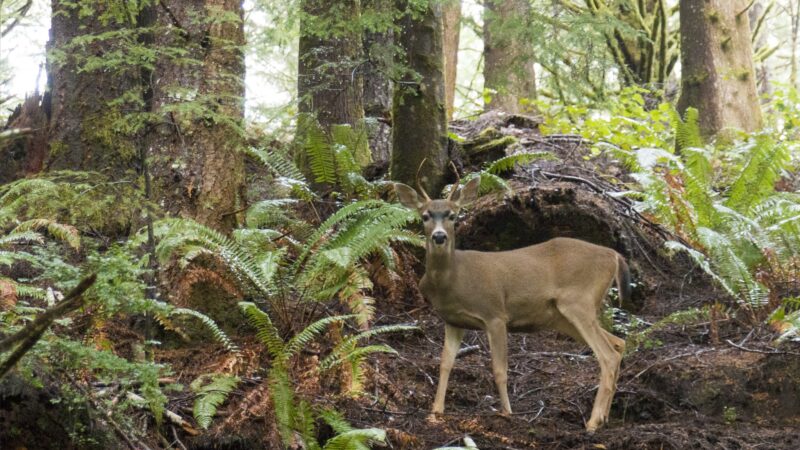 Drift Creek Wilderness - Waldport, OR