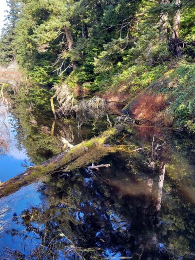 Woodland Trail - Waldport, OR