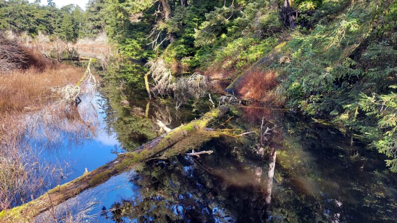 Woodland Trail - Waldport, OR