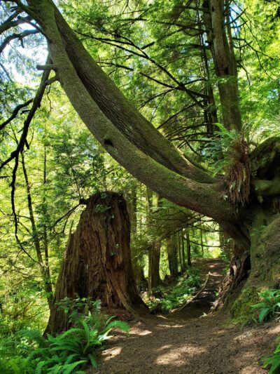 Woodland Trail - Waldport, OR