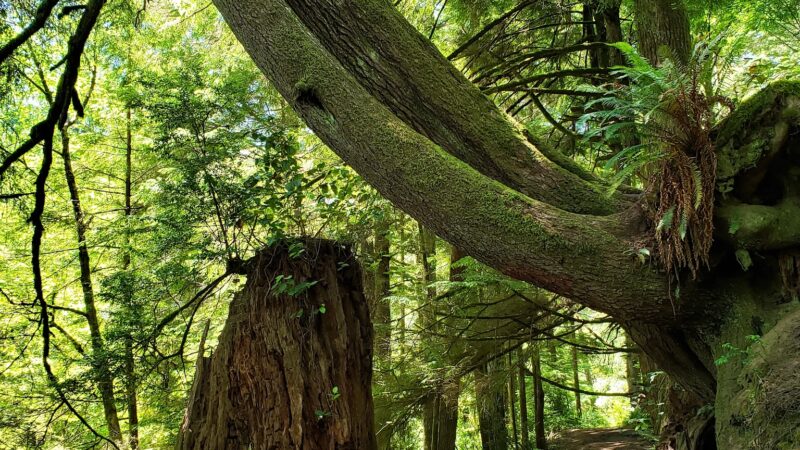 Woodland Trail - Waldport, OR