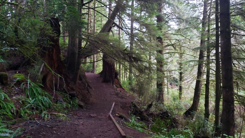 Woodland Trail - Waldport, OR