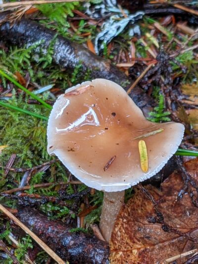 Woodland Trail - Waldport, OR