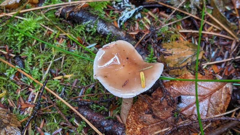 Woodland Trail - Waldport, OR