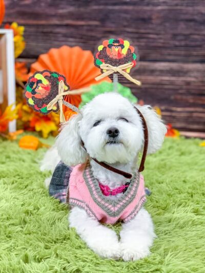 Kathy Santo Dog Training - Waldwick, NJ