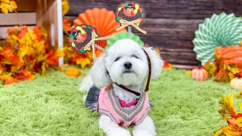 Kathy Santo Dog Training - Waldwick, NJ