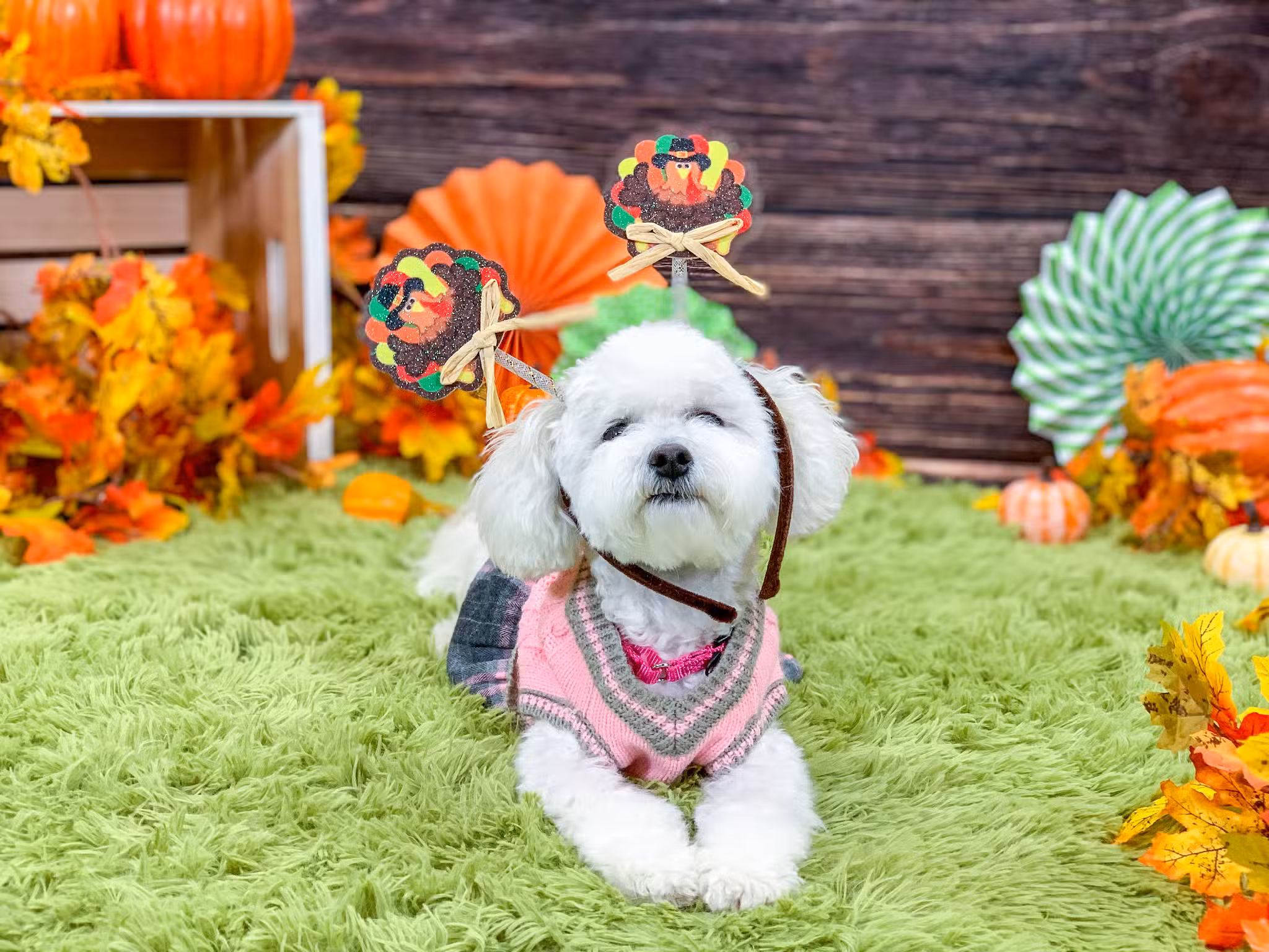 Kathy Santo Dog Training - Waldwick, NJ