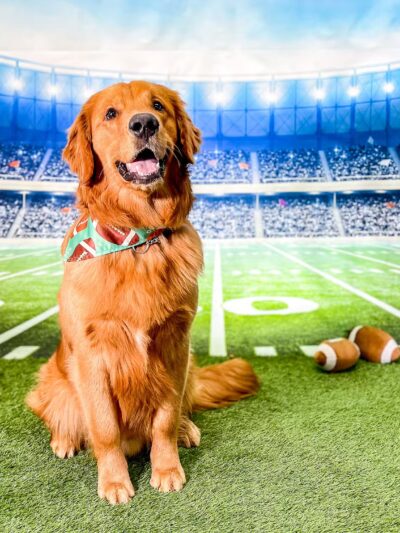 Kathy Santo Dog Training - Waldwick, NJ