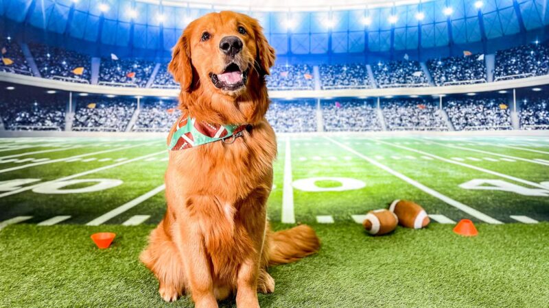 Kathy Santo Dog Training - Waldwick, NJ