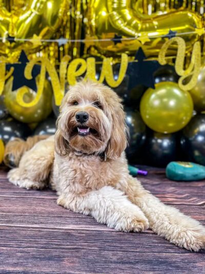 Kathy Santo Dog Training - Waldwick, NJ