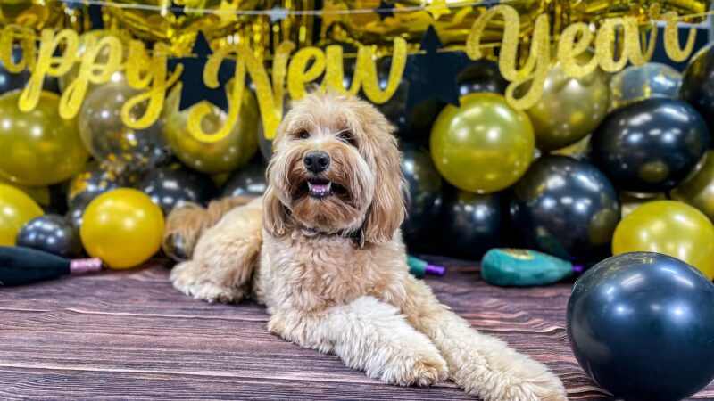 Kathy Santo Dog Training - Waldwick, NJ