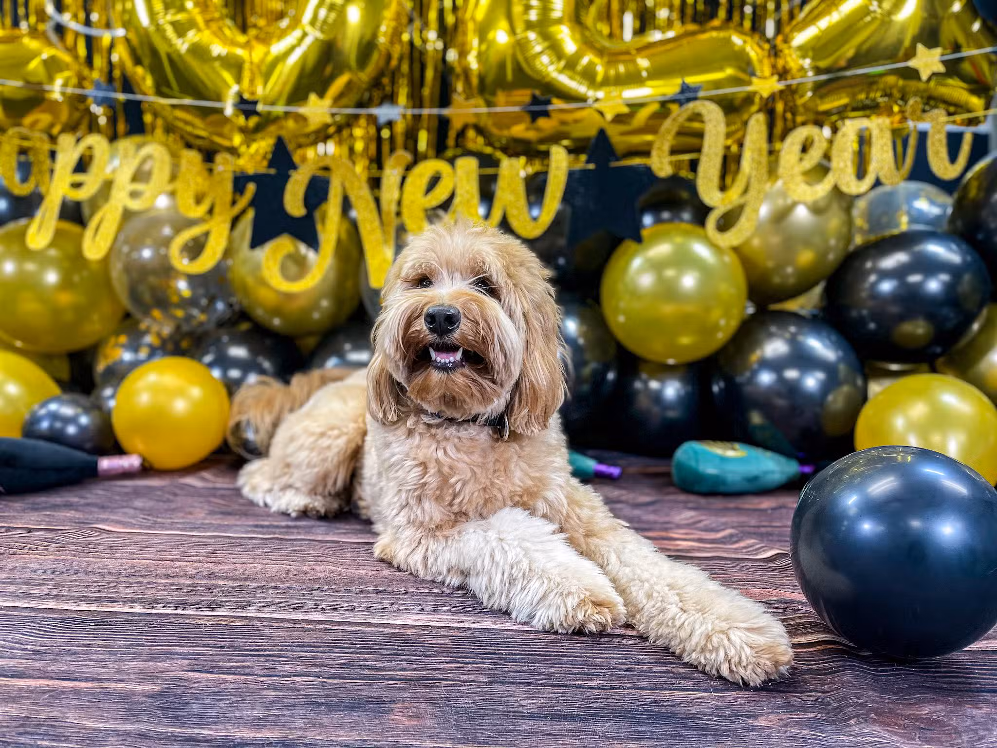 Kathy Santo Dog Training - Waldwick, NJ