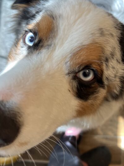 The Woodlands Luxury Pet Resort & Spa - Wallkill, NY