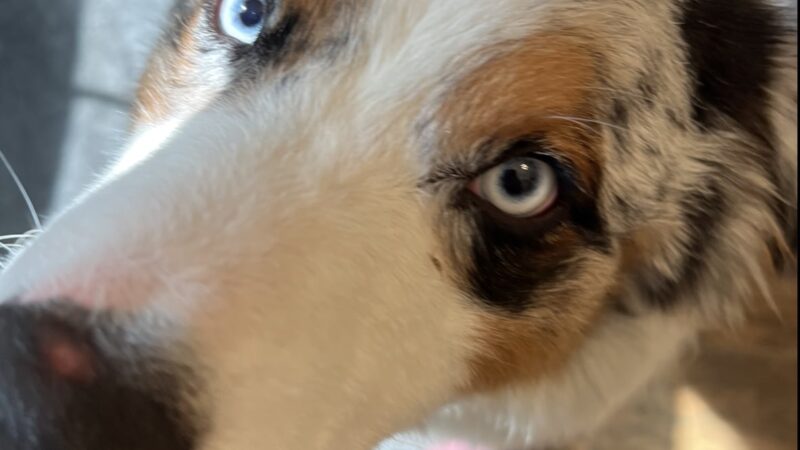 The Woodlands Luxury Pet Resort & Spa - Wallkill, NY