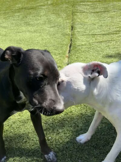 The Woodlands Luxury Pet Resort & Spa - Wallkill, NY