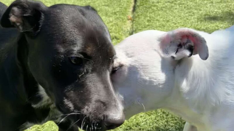 The Woodlands Luxury Pet Resort & Spa - Wallkill, NY